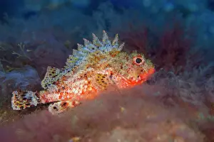 Archipelago: Brown scorpionfishes (Scorpaena porcus). Fish of