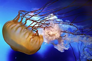 Chrysaora: BROWN SEA NETTLE JELLYFISH
