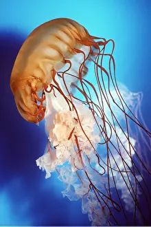 Tentacles: Brown Sea Nettle Jellyfish