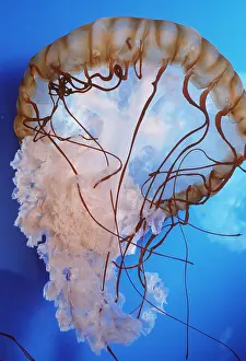 Tentacles: Brown Sea Nettle / Jellyfish