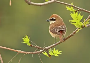 271221: Brown Shrike (Lanius cristatus cristatus) adult