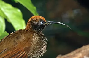 Meyeri: Brown Sickle-billed Bird of Paradise