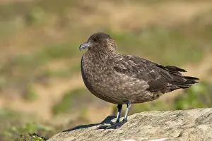 Skuas: Brown Skua