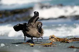 Antarcticus: Brown skua