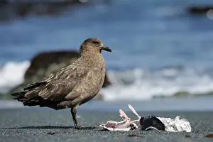 Antarcticus: Brown skua