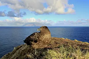 Skua: Brown Skua
