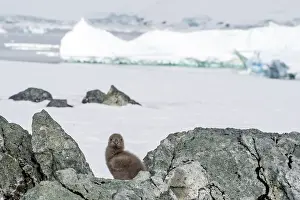 Skuas: Brown Skua chick on nest