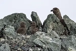 Skuas: Brown Skua chicks on nest with adult in the background