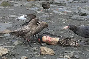 Catharacta: Brown Skua - eating a Penguin