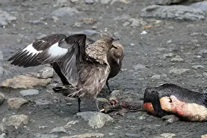 Catharacta: Brown Skua - eating a Penguin
