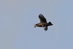 Catharacta: Brown Skua / Falkland Skua / Sea-hen - with an