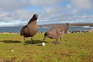 Catharacta: Brown Skua / Falkland Skua / Sea-hen - with an
