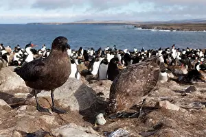 Catharacta: Brown Skua / Falkland Skua / Sea-hen - with an