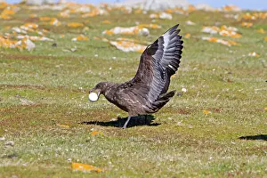 Catharacta: Brown Skua / Falkland Skua / Sea-hen - with an