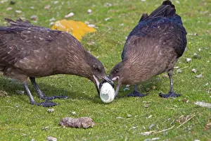 Catharacta: Brown Skua / Falkland Skua / Sea-hen - with an