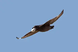 Catharacta: Brown Skua / Falkland Skua / Sea-hen - in flight