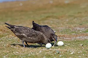 Catharacta: Brown Skua / Falkland Skua / Sea-hen - with penguin egg