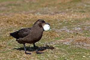 Catharacta: Brown Skua / Falkland Skua / Sea-hen - with penguin egg