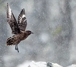 Skuas: Brown Skua in flight