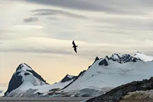 Skuas: Brown Skua in flight