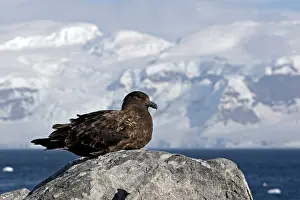 Catharacta: Brown Skua - Gourdin Island - Antarctic