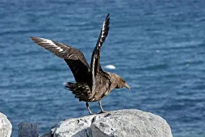 Catharacta: Brown Skua - Gourdin Island - Antarctic