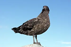 Catharacta: Brown Skua - Gourdin Island - Antarctic