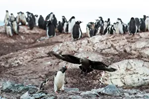 Skuas: Brown Skua hunting in a colony of Gentoo penguins