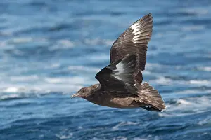 Skua: Brown Skua - Off Eden - NSW - Australia