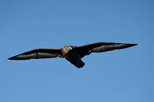 Skua: Brown Skua - Off Eden - NSW - Australia