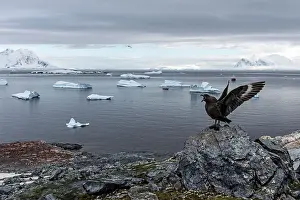 Skuas: Brown Skua showing territorial behaviour on rock