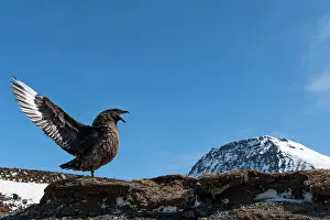 Squawking: Brown Skua squawking with the wings open backwards