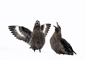 Skuas: Brown Skuas aggressive display on snow