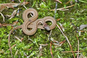 Dekayi: Brown Snake