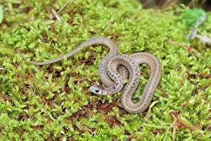 Dekayi: Brown Snake