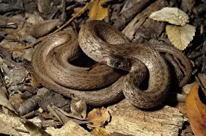 Dekayi: Brown Snake
