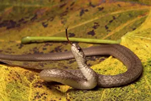 Sqamata: Brown Snake