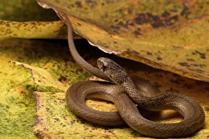 Sqamata: Brown Snake