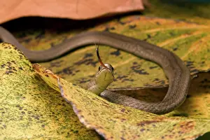 Sqamata: Brown Snake