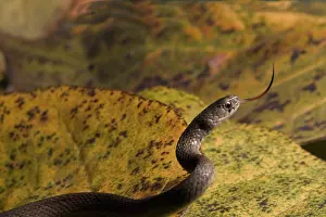 Sqamata: Brown Snake
