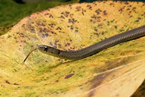 Sqamata: Brown Snake