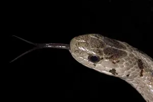 Sqamata: Brown Snake