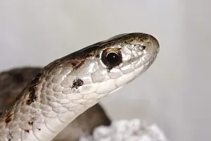 Sqamata: Brown Snake