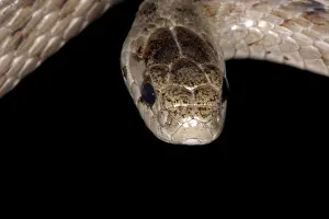 Sqamata: Brown Snake
