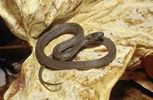 Dekayi: Brown Snake