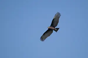 Circaetus: Brown Snake-Eagle