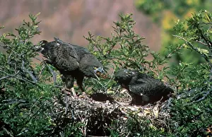 Puff: Brown Snake Eagle - 7 week old nestling pulls a