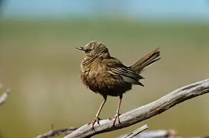 Graeme Chapman: Brown Songlark