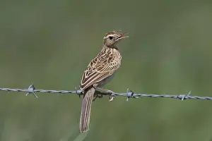 Larks: Brown Songlark - on barbed wire