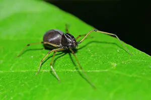 Fusca: Brown Spitting Spider - invasive species that catches prey